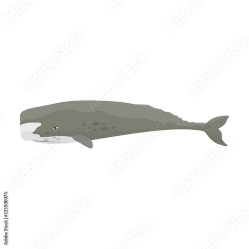 Sperm whale vector icon.Cartoon vector icon isolated on white background sperm whale .