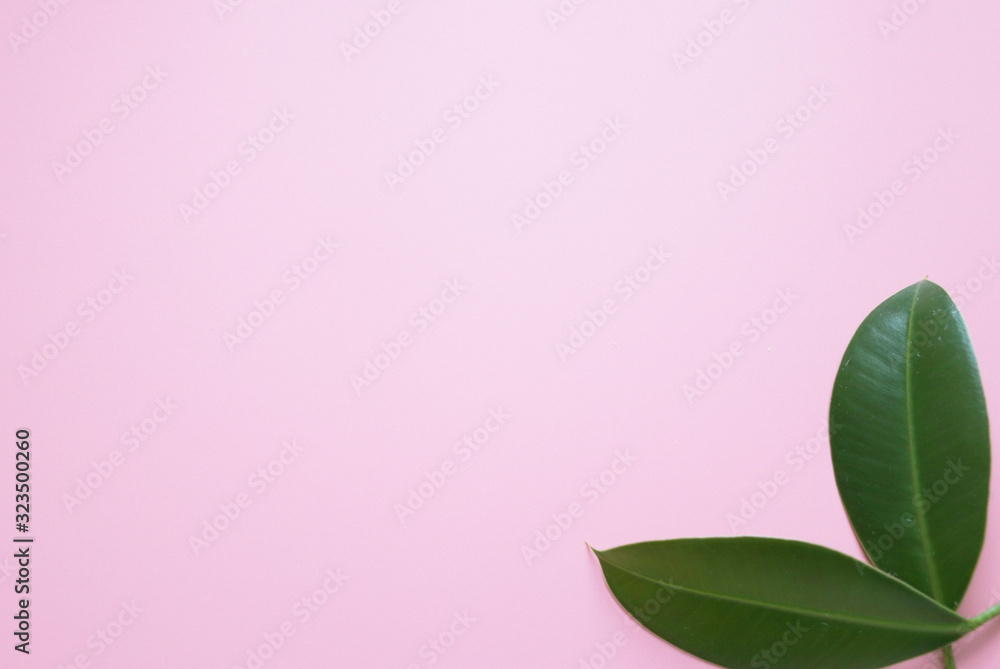 Pink background with green leaves