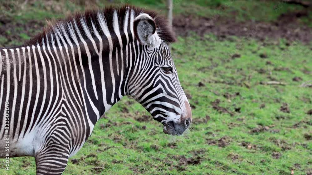 Zebra, Equus quagga, standing/walking/feeding close up on grass. Zebra, Equus quagga, standing/walking/feeding close up on grass.