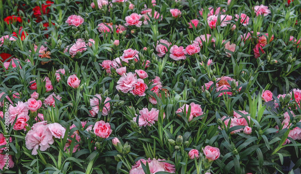 Dianthus caryophyllus, the carnation or clove pink. Pink flowers for gardens, balkons, parks