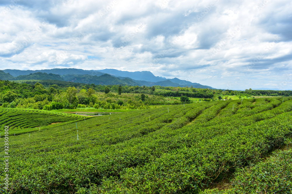 landscape with tea field and blue sky Thailand