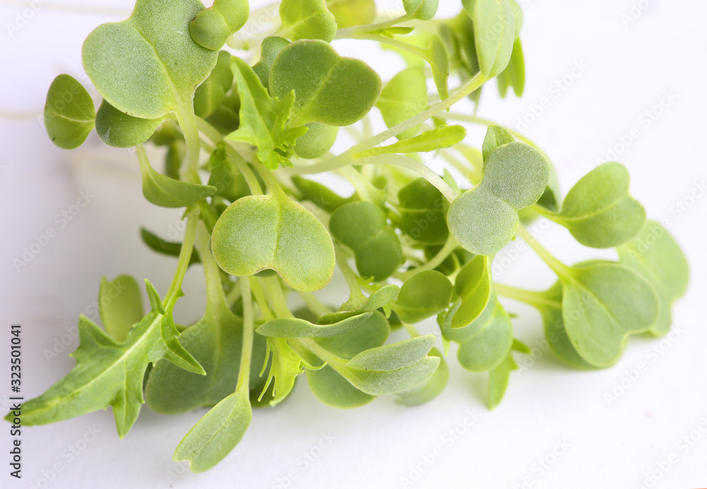 healthy and appetizing microgreens sprouts