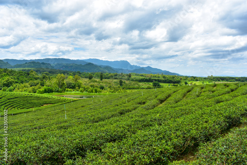 Wallpaper Mural landscape with tea field and blue sky Thailand Torontodigital.ca