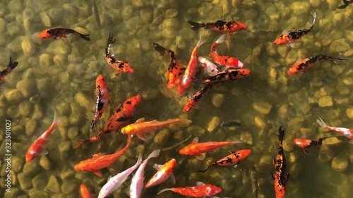 Fish swimming in a pond