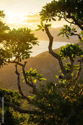 Fototapeta Naklejka Na Ścianę i Meble -  Tropical tree with hills and sunrise on background