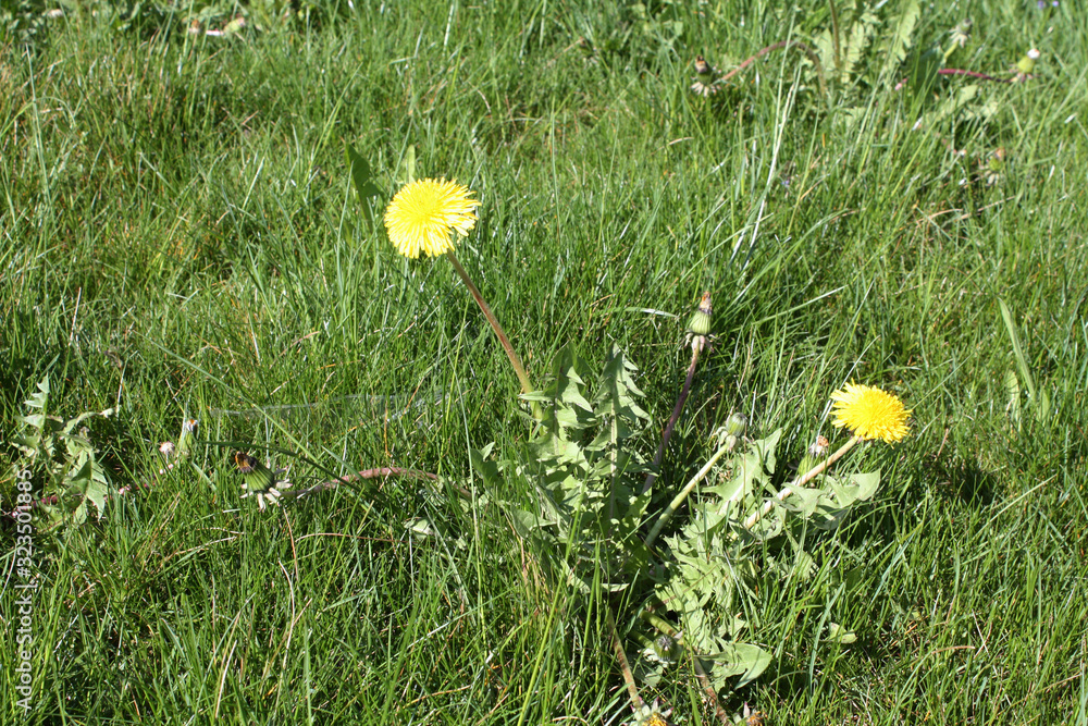Dandelion blooming in the summer field in Switzerland.