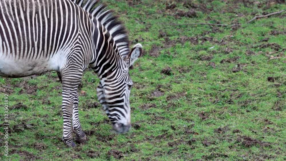 Zebra, Equus quagga, standing/walking/feeding close up on grass. Zebra, Equus quagga, standing/walking/feeding close up on grass.