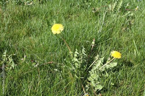 Obraz na płótnie Dandelion blooming in the summer field in Switzerland. w salonie
