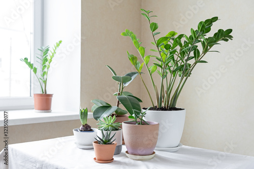 Various plants in different pots on table. Indoor garden home. Green garden in the room