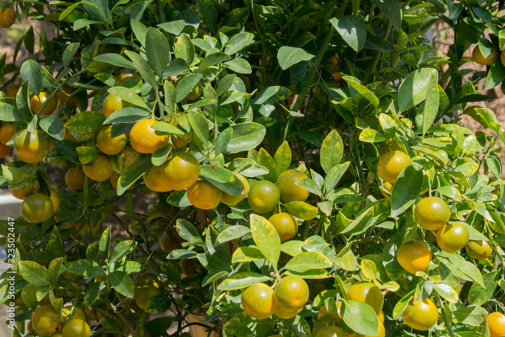 tangerine tree with fruits in the sun tangerine tree with fruits in the sun
