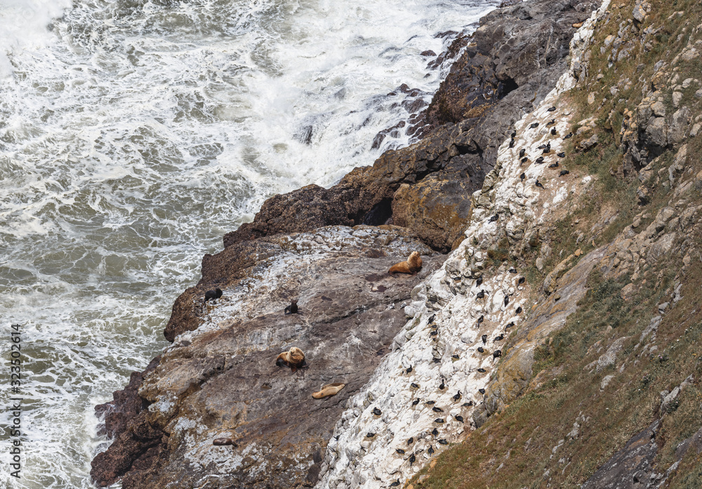 Obraz premium Sea lions resting on the rocky coast near sea lion cave. Upside view. Oregon coast, Florence, USA.