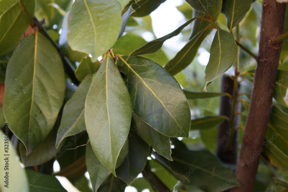 Bay leaf / laurus nobilis bush in the garden with berry.