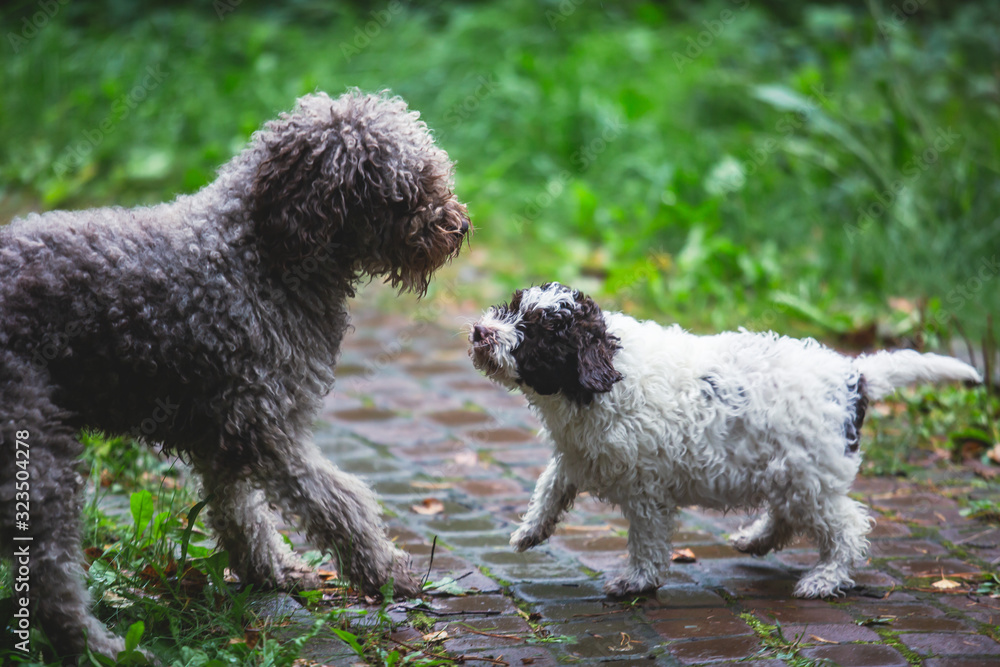 Portrait of lagotto romagnolo dog puppy playing with mother, adult dog Portrait of lagotto romagnolo dog puppy playing with mother, adult dog