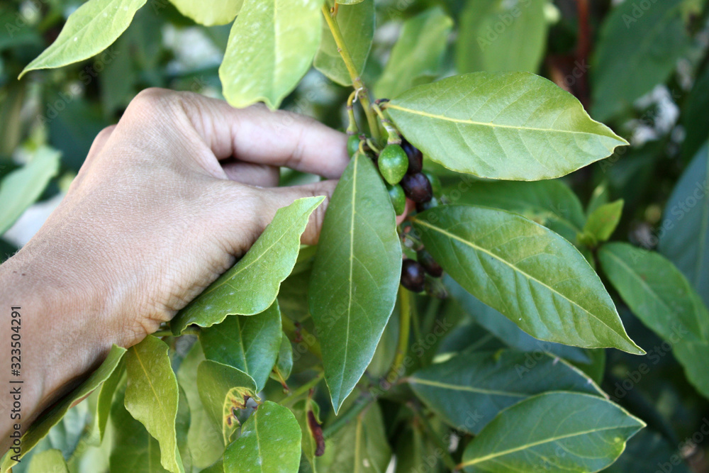 Bay leaf / laurus nobilis bush in the garden with berry.