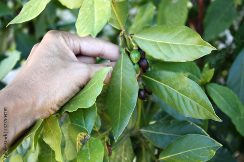 Obraz na płótnie Bay leaf / laurus nobilis bush in the garden with berry. w salonie
