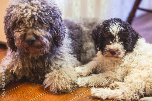 Portrait of lagotto romagnolo dog puppy playing with mother, adult dog photo