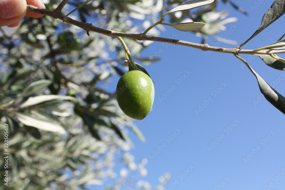 Olive branch with green olives in the garden on the blue sky background.