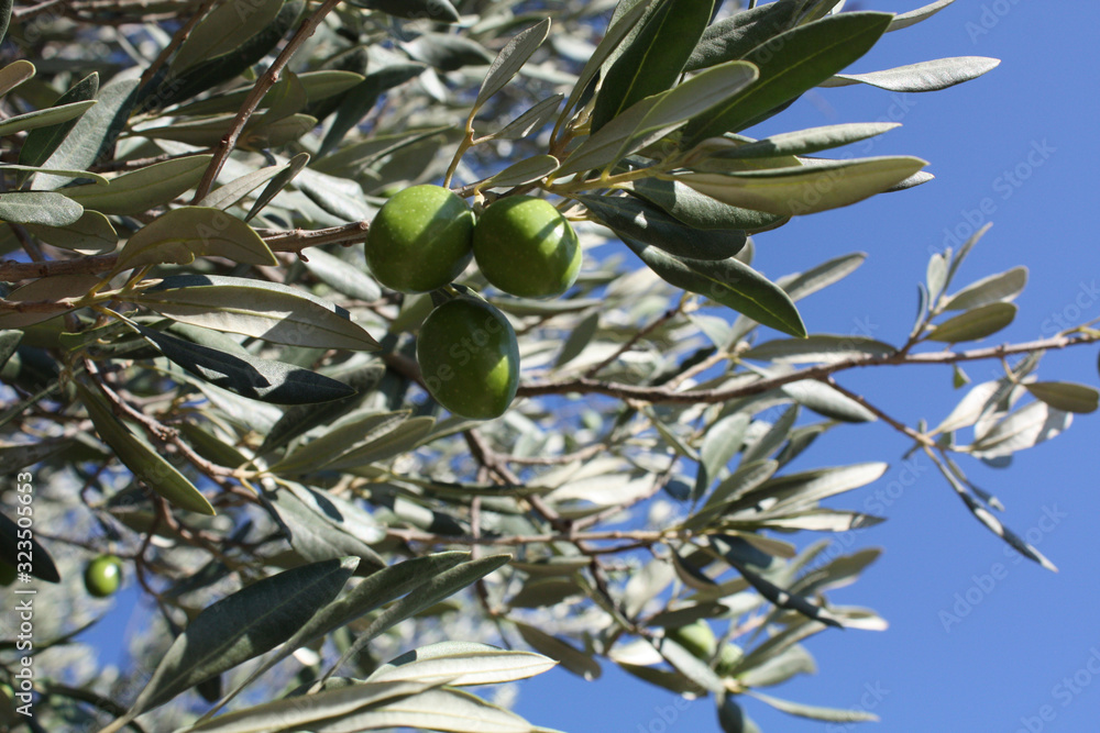 Olive branch with green olives in the garden on the blue sky background.