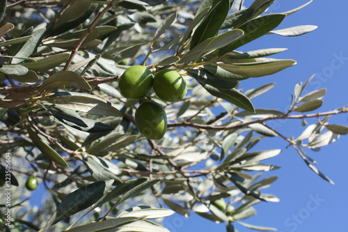 Olive branch with green olives in the garden on the blue sky background.