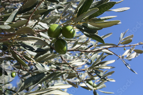 Obraz na płótnie Olive branch with green olives in the garden on the blue sky background. w salonie