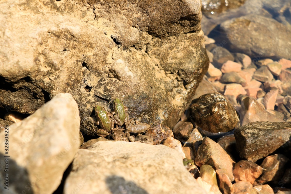 cute baby frogs in Blue lake of Imotski, Croatia cute baby frogs in Blue lake of Imotski, Croatia