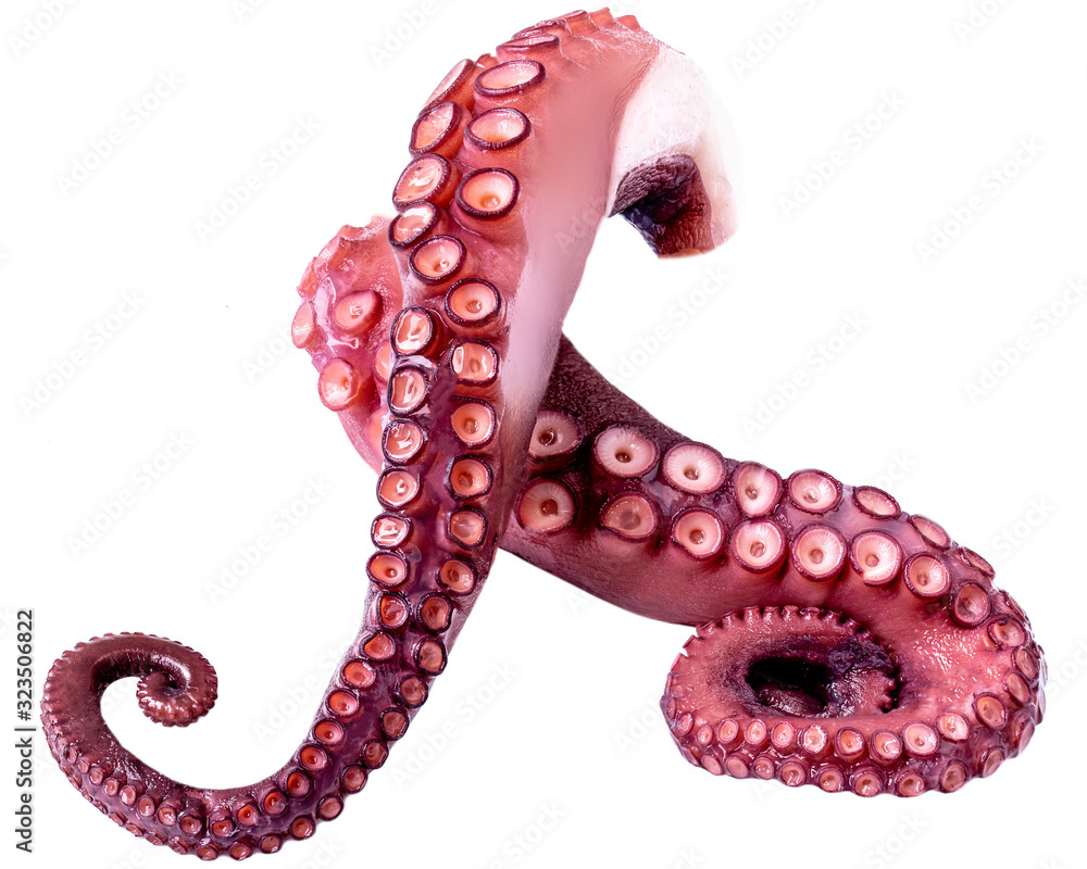 Tentacles of octopus isolated on white background. Fresh Octopus