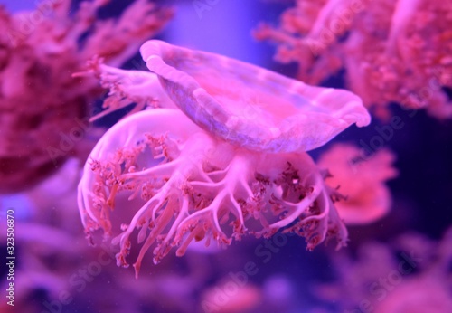 Cassiopea (upside-down jellyfish) is a genus of true jellyfish and the only members of the family Cassiopeidae, usually lives upside-down on the bottom, which has earned them the common name.  photo