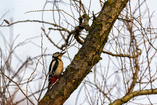 Middle spotted woodpecker sitting on tree.