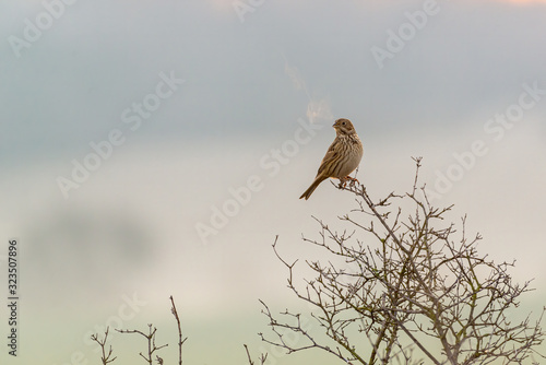 Corn bunting sitting on the branch in sunrise 