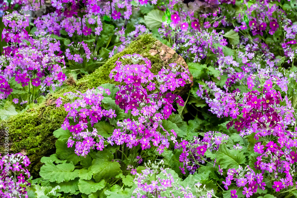 Obraz premium Violette und weisse Fliederprimeln mit moos bewachsenem Holzstamm