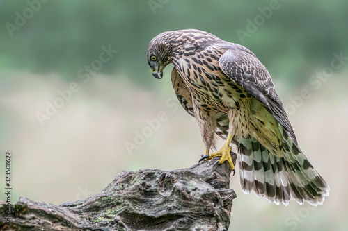 Beautiful Juvenile Northern Goshawk (Accipiter gentilis) on a tree trump in the forest of Noord Brabant in the Netherlands. Green background.