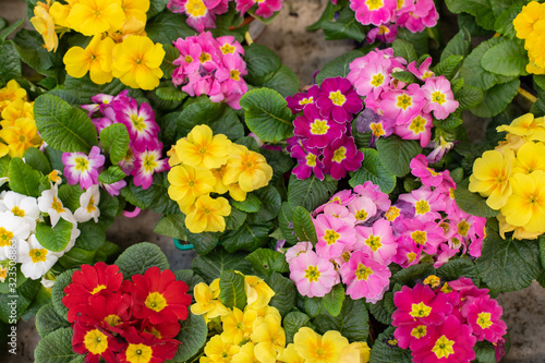 Many Primula primrose blossom top view design. Red pink burgundy maroon yellow bright natural fresh flower in a pot. Primula primrose background backdrop
