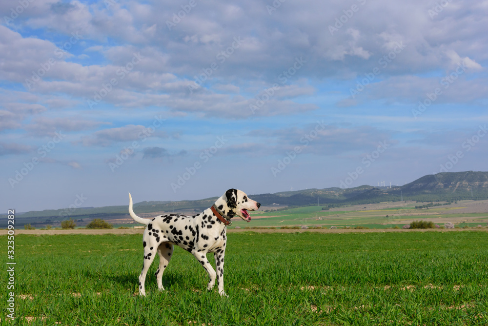 dalmatian dog posing and playing in the field dalmatian dog posing and playing in the field