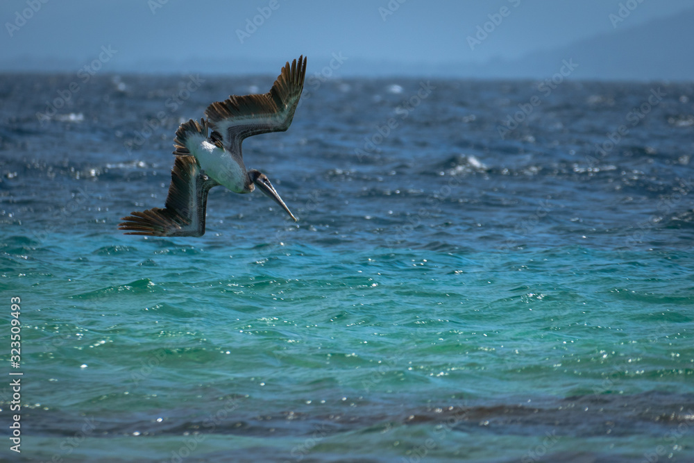 Pelican diving to catch fish