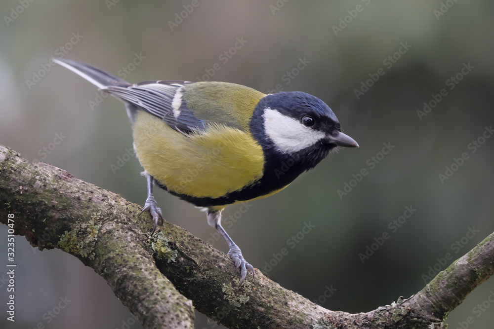 Kohlmeise, Parus major, seitlich auf einem Ast Kohlmeise, Parus major, seitlich auf einem Ast