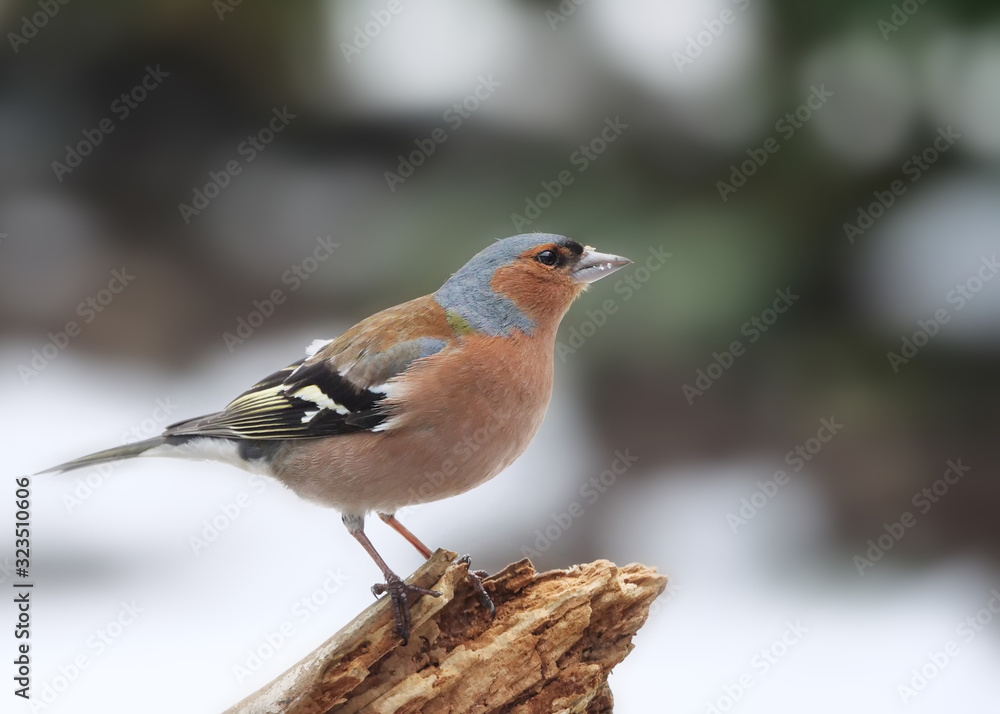 Buchfink, Fringilla coelebs, im Winter Buchfink, Fringilla coelebs, im Winter