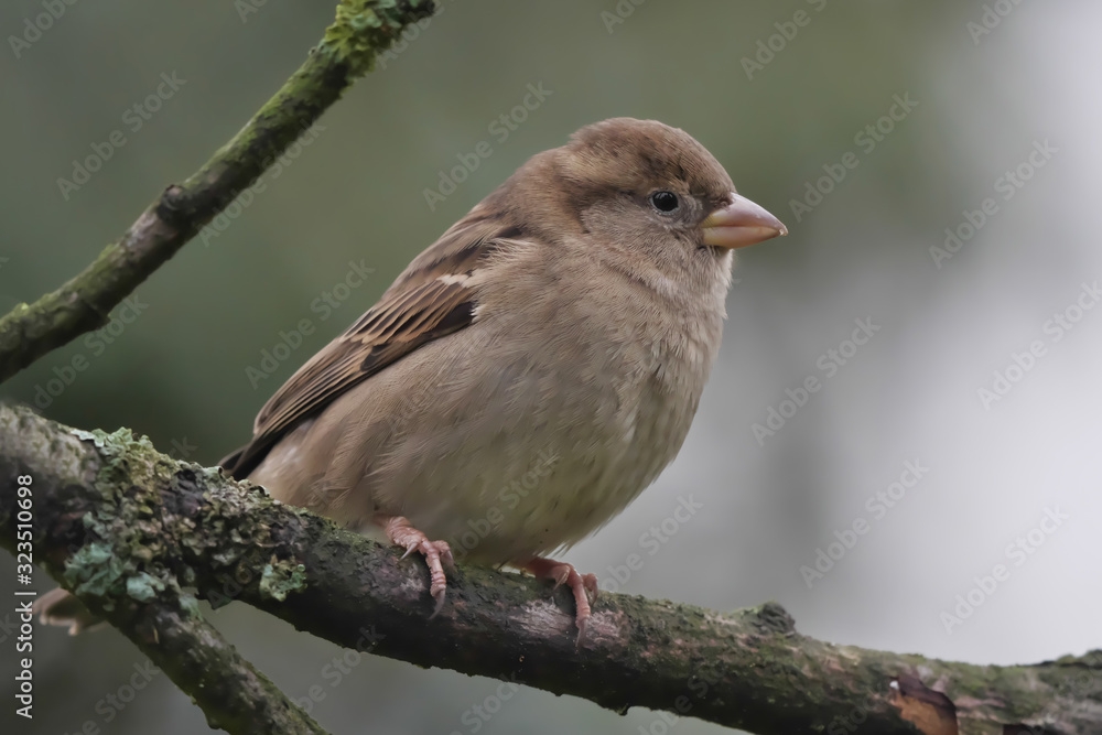 Haussperling, Passer domesticus, Weibchen sitzt auf einem Ast