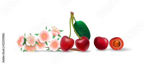Fototapeta Naklejka Na Ścianę i Meble -  Berries and fruits in realistic style. Vector illustration.