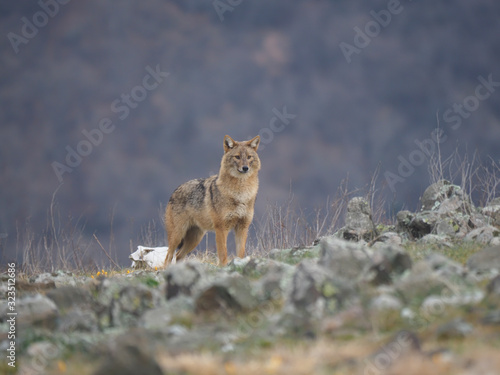 European jackal  Canis aureus moreoticus