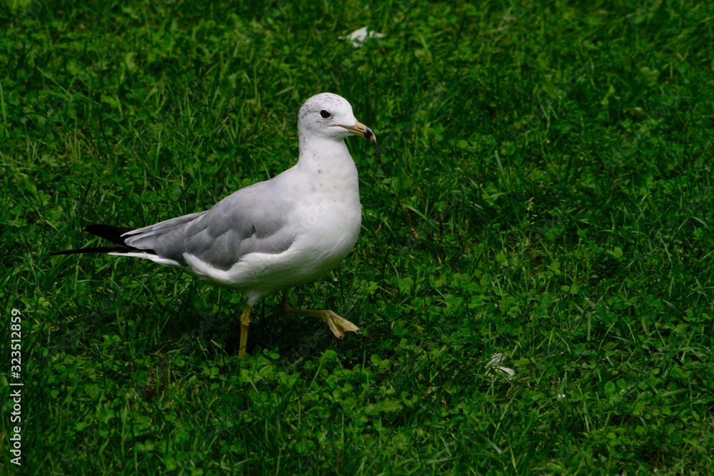Seagull walking and enjoying the sun in a grassy field