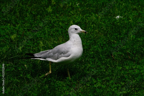 Seagull walking and enjoying the sun in a grassy field © Kaio