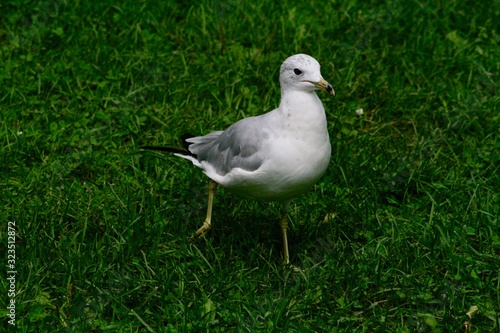 Seagull walking and enjoying the sun in a grassy field