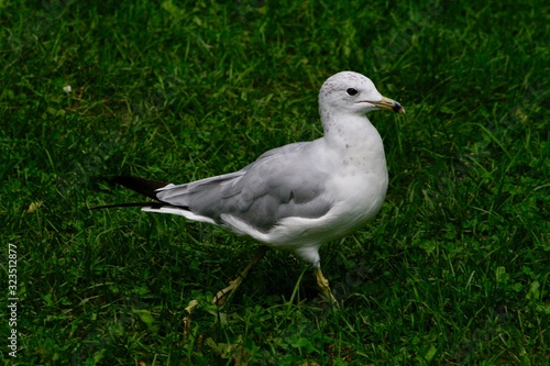 Seagull walking and enjoying the sun in a grassy field