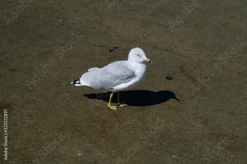 White and gray seagull walking on the concrete, creating a great contrast with its shadow