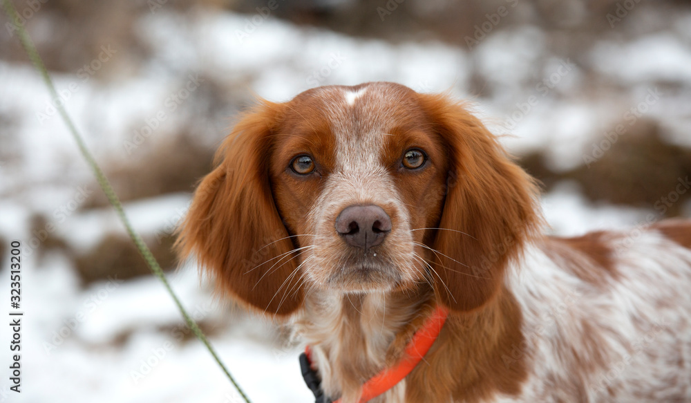 Portrait of a hunting dog breed purebred spaniel