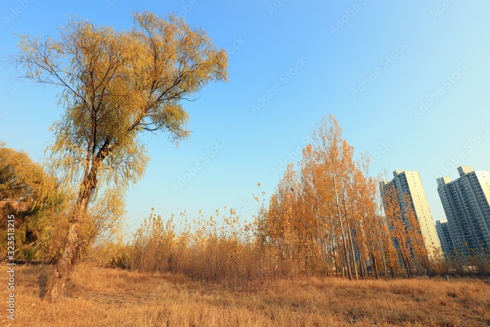 Fototapeta premium Trees in autumn