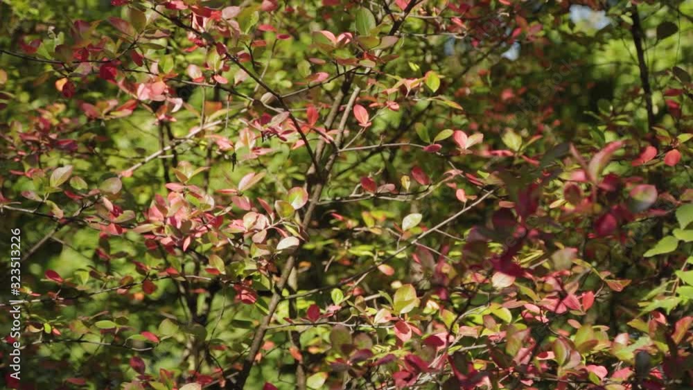 Green leaves of a dense bush on a sunny day. Green leaves of a dense bush on a sunny day.