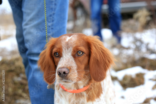 Portrait of a hunting dog breed purebred spaniel