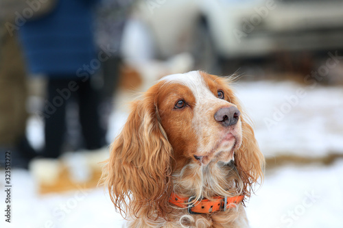 Portrait of a hunting dog spaniel