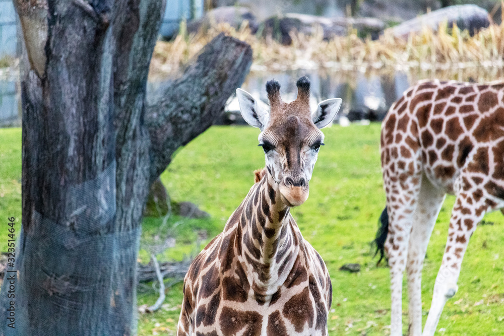Obraz premium Girage au zoo de Granby, Québec Canada